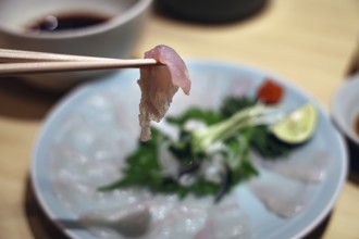 Fugu sashimi, a Japanese delicacy, is held with chopsticks, Tokyo, Shibuya, Japan