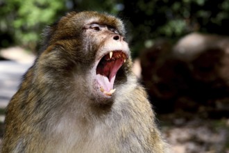 Barbary monkey in the forest, showing threatening behavior with its mouth open, Azrou, Forèt des