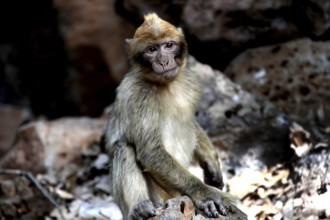 Barbary monkey sitting in shade in forest surrounded by stones and leaves, Azrou, Forèt des Cèdres,