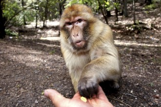 Barber monkey eats from the hand of a human in the shady forest area, Azrou, Middle Atlas, Morocco