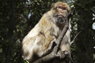 Barbary monkey sits thoughtfully in a Forèt des Cèdres tree, Azrou, Middle Atlas, Morocco