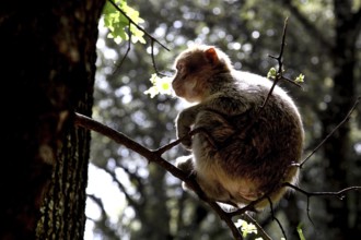 Barbary monkey sitting as a silhouette in a tree against the light, Azrou, Middle Atlas, Morocco