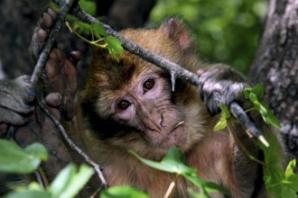 Barbary monkey looking out of a nest of branches in the dense forest, Azrou, Middle Atlas, Morocco