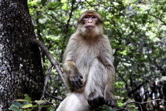 Barbary monkey sits relaxed on a tree in the lush greenery of Forèt des Cèdres, Azrou, Middle