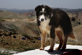 A dog stands on a hill with a wide view over the hilly landscape of Col Ouzad, Col Ouzad, Béni