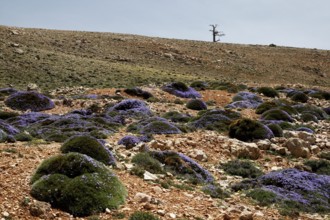 Extensive desert landscape with sparse vegetation, dry soil and blue skies