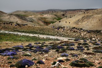 The landscape stretches through dry hills dotted with purple flowers in Col Ouzad, Col Ouzad, Béni
