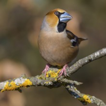 Hawfinch (Coccothraustes coccothraustes), male in breeding plumage on a lichen-covered branch,