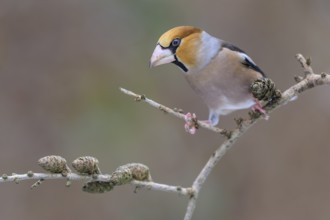 Hawfinch (Coccothraustes coccothraustes), male in winter on a larch branch with cones, Swabian Alb