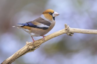 Hawfinch (Coccothraustes coccothraustes), male in winter, Swabian Alb biosphere reserve,