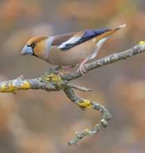 Hawfinch (Coccothraustes coccothraustes), male in breeding plumage on a lichen-covered branch,