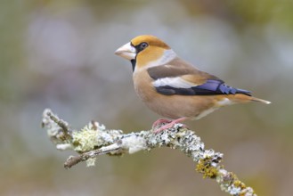 Hawfinch (Coccothraustes coccothraustes), male in winter on a branch covered with lichen, Swabian
