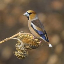 Hawfinch (Coccothraustes coccothraustes), male in breeding plumage on sunflower fruit, Swabian Alb