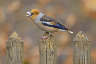 Hawfinch (Coccothraustes coccothraustes), male in breeding plumage on picket fence, Swabian Alb