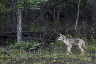 This coyote (Canis latrans) accompanies a grizzly bear (Ursus arctos) to profit from its supposed