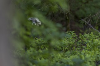 The raccoon dog (Nyctereutes procyonoides) remains motionless for minutes and watches me, neozoan,