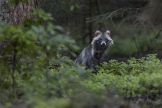The tanuki (Nyctereutes procyonoides) fixates me continuously while the young play among the