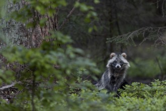 Even if the tanuki (Nyctereutes procyonoides) seems a little more relaxed, I am still being watched