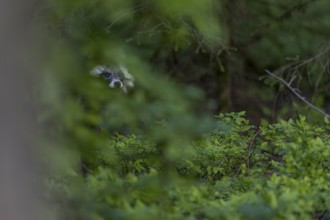 In contrast to the red fox, the raccoon dog (Nyctereutes procyonoides) often behaves in opposite