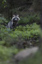 The tanuki (Nyctereutes procyonoides) lingers at a burrow entrance and suddenly I notice small dark