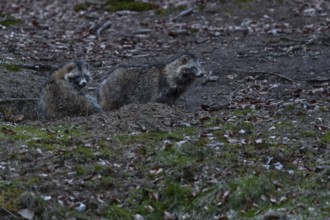 The raccoon dog (Nyctereutes procyonoides) on the right is the male, it is significantly larger in