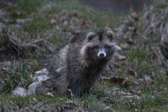 A raccoon dog (Nyctereutes procyonoides) has just left the burrow and is vigilantly securing