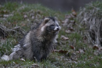A raccoon dog (Nyctereutes procyonoides) has just left the den, neozoan, neobiont, neobiota,