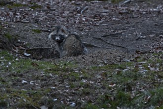 The tanuki (Nyctereutes procyonoides) is much more attentive and always reacts to the trigger
