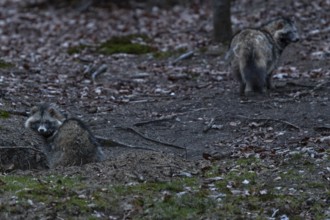 The male raccoon dog (Nyctereutes procyonoides) makes a very relaxed impression and explores the
