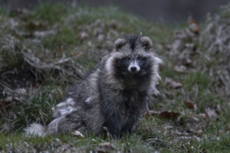 The raccoon dog (Nyctereutes procyonoides) is alert but does not flee, neozoan, neobiont, neobiota,