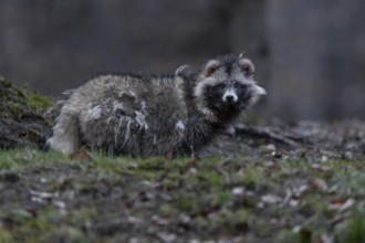 A raccoon dog (Nyctereutes procyonoides) leaves its den at dusk, neozoan, neobiont, neobiota,