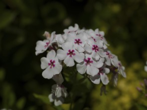 Tall flame flowers (Phlox paniculata), native garden, East Frisia, Germany