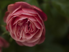 Pink rose, beetrose, close-up, local garden, East Frisia, Germany