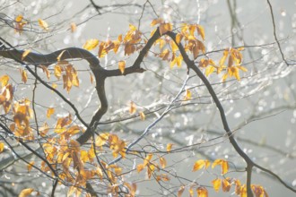 Golden autumn leaves of the hornbeam (Carpinus betulus), also common or European hornbeam,