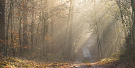 Pilgrim trail, forest trail in warm autumn light with sunrays, foggy morning mood, soft rays of