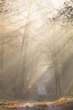 Pilgrim trail, forest trail in warm autumn light with sun rays, foggy morning mood, soft rays of