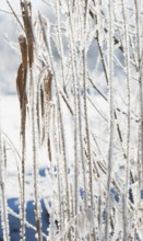 Ice crystals cover stalks and individual brown, dry leaves of reeds (Phragmites australis) or