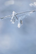 Delicate branch with ice crystals against a blue-grey, blurred background, young male flower