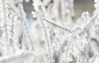 Close-up of icy grasses, blades of grass covered by ice crystals glowing in backlight, ice, grass,