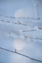 Icy branches with ice crystals against a blurred blue-grey background with bokeh effect, ice,
