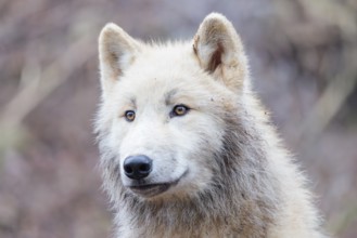 Portrait of an Arctic wolf (Canis lupus arctos). Captive