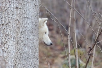 Arctic wolf (Canis lupus arctos), one animal, hiding behind a tree, forest, head, side view,