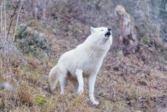 Arctic wolf (Canis lupus arctos), one animal, howling, forest, side view, captive