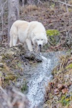 Arctic wolf (Canis lupus arctos), one animal, drinking, creek, water, forest, side view, captive