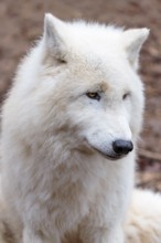 Portrait of an Arctic wolf (Canis lupus arctos). Captive