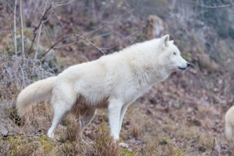 Arctic wolf (Canis lupus arctos), one animal, standing, forest, side view, captive