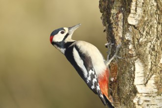 Great spotted woodpecker (Dendrocopus major), male, foraging on the trunk of a common birch (Betula