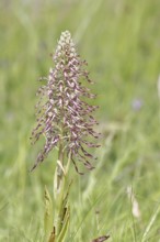 Quick selection Switch to large view AI generated Show similar images in new tab Add to Likebox: My