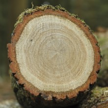 English oak (Quercus robur), cross-section of the tree trunk with annual rings in a forest, timber,