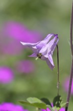 Columbine (Aquilegia vulgaris), pink flower at the edge of a forest, in spring, Wilnsdorf, North